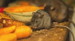 Prezentare generală a discretarilor cu ultrasunete și alți șoareci